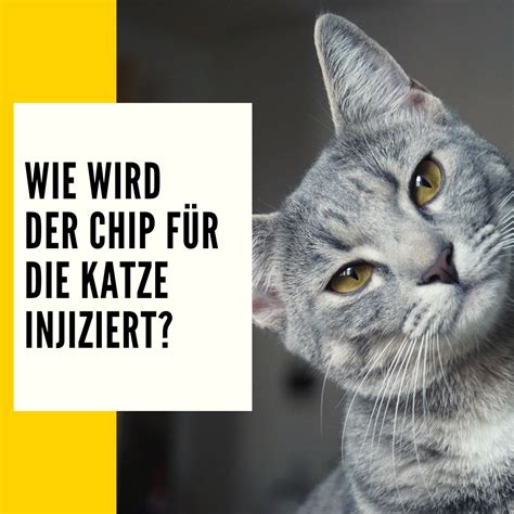 rfid chip katze|chippen katze kosten.